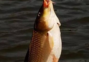 夜釣鯉魚用什么餌料？秋天夜釣鯉魚用什么餌料？