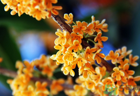 桂花一年開(kāi)幾次花？桂花是幾月份開(kāi)花？
