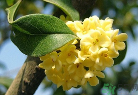 桂花一年開(kāi)幾次花？桂花是幾月份開(kāi)花？