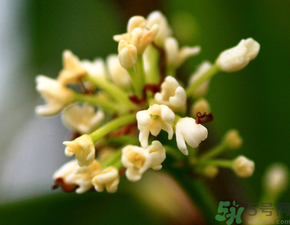 桂花一年開(kāi)幾次花？桂花是幾月份開(kāi)花？