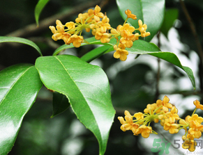  桂花什么季節(jié)開花？桂花什么時候開花？
