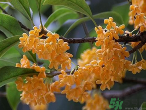  桂花什么季節(jié)開花？桂花什么時候開花？
