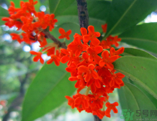  桂花什么季節(jié)開花？桂花什么時候開花？