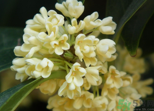桂花是秋天開(kāi)的嗎？秋天開(kāi)的花有哪些？