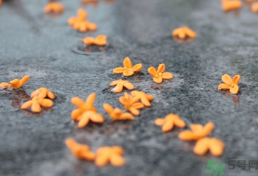 桂花是秋天開(kāi)的嗎？秋天開(kāi)的花有哪些？