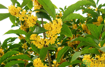 桂花是秋天開(kāi)的嗎？秋天開(kāi)的花有哪些？