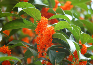桂花是什么顏色？桂花有幾種顏色？