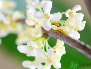 桂花是什么顏色？桂花有幾種顏色？