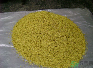 桂花可以做枕頭嗎？桂花做枕頭有什么功效？