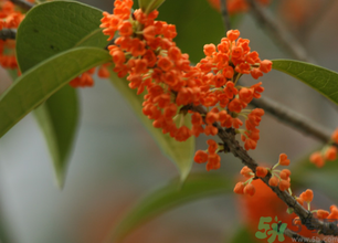 桂花可以做面膜嗎？?桂花面膜制作方法