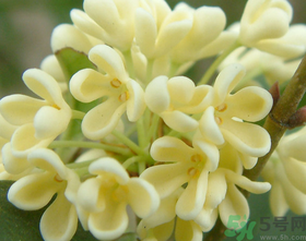 桂花怎么做香水？新鮮桂花怎么做香水？