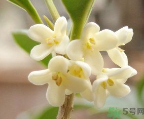 桂花怎么做香水？新鮮桂花怎么做香水？