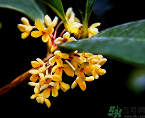 桂花怎么做香水？新鮮桂花怎么做香水？