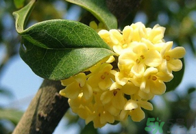 桂花不開(kāi)花是什么原因？桂花不開(kāi)花怎么辦？