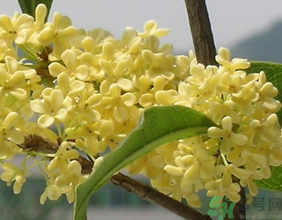 桂花不開(kāi)花是什么原因？桂花不開(kāi)花怎么辦？