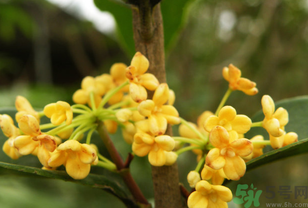 桂花不開(kāi)花是什么原因？桂花不開(kāi)花怎么辦？