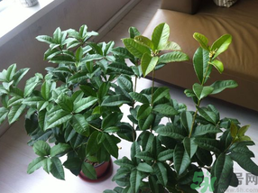 桂花可以放在臥室嗎？桂花放在臥室好嗎？