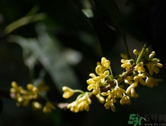 桂花酒的保質期是多少？桂花酒過期了能喝嗎？