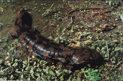 野生娃娃魚多少錢一斤？野生娃娃魚多少錢一條？