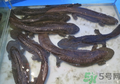 野生娃娃魚多少錢一斤？野生娃娃魚多少錢一條？