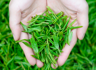桂花和茶葉能一起泡嗎？桂花能和茶葉一起泡嗎？