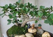 桂花樹可以種在室內(nèi)嗎？桂花樹適合在室內(nèi)嗎？