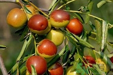 冬棗能泡茶喝嗎？泡茶喝用干冬棗好還是新鮮冬棗好？