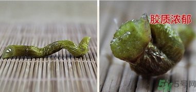 鐵皮楓斗怎么吃？鐵皮楓斗功效與作用