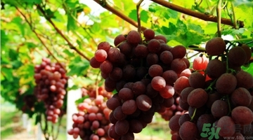 吃紅提會(huì)上火嗎？怎樣吃紅提不上火？