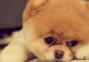 狂犬病的潛伏期最長多長？狗咬了會得狂犬病嗎？