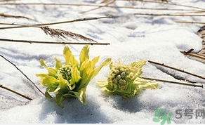 雪蓮花怎么吃？雪蓮花的功效作用