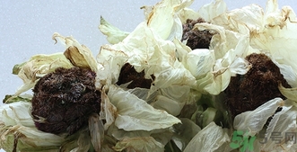 雪蓮花怎么吃？雪蓮花的功效作用