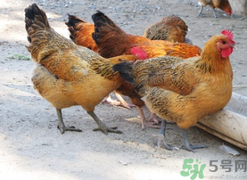 土雞多少錢(qián)一斤？土雞多少錢(qián)一只？