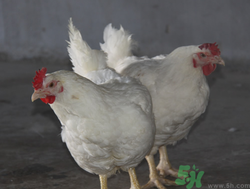 肉雞多少錢一斤？肉雞價(jià)格行情