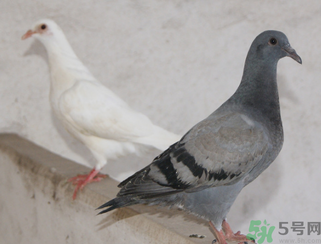 鴿子多少錢(qián)一只？鴿子多少錢(qián)一斤？
