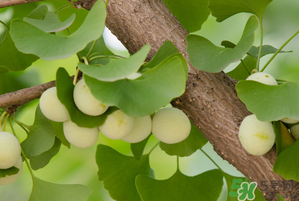 吃白果有什么好處和壞處？吃白果有什么作用？