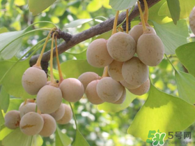 吃白果會過敏嗎？吃白果過敏了怎么辦？