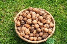 膽結(jié)石能吃核桃嗎？吃核桃能治膽結(jié)石嗎？