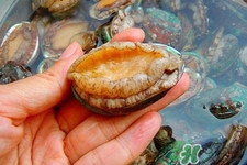 鮑魚吃多了會上火嗎？鮑魚吃多了會怎么樣嗎？
