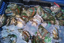 吃鮑魚要注意些什么？吃鮑魚會過敏嗎？