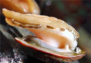男人吃鮑魚能補(bǔ)腎嗎？腎虛能吃鮑魚嗎？