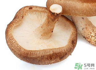 香菇根能吃嗎？香菇的根可以吃嗎？