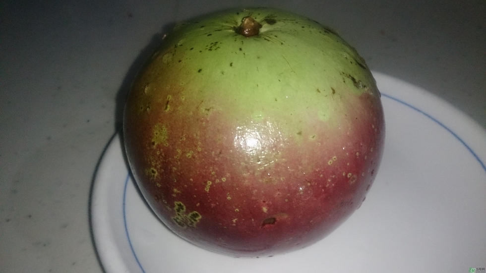 牛奶果怎么吃？牛奶果的功效與作用