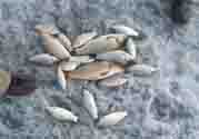 立冬釣魚如何防止小魚鬧窩？立冬前后怎樣釣魚？