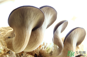 平菇不能和什么一起吃？平菇不能與什么同食？
