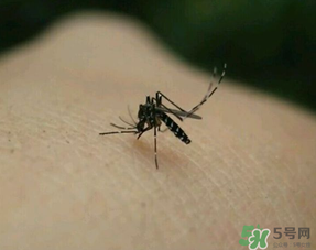 冬天有蚊子嗎？為什么冬天還有蚊子？