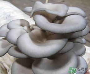 平菇可以放冰箱嗎？平菇在冰箱可以放幾天？