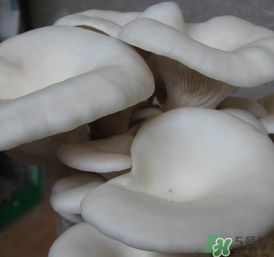平菇可以放冰箱嗎？平菇在冰箱可以放幾天？