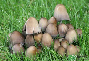 草菇不能和什么一起吃？草菇和什么相克？