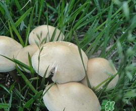 草菇不能和什么一起吃？草菇和什么相克？